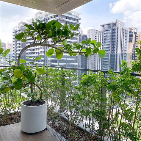 耐強風植物|7款耐風陽台大型植物